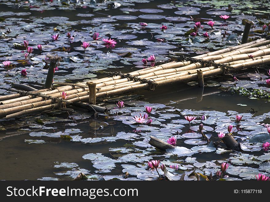 Water, Waterway, River, Pond