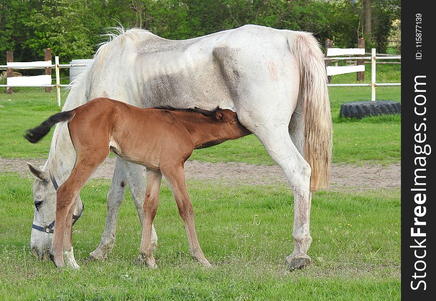 Horse, Mare, Pasture, Foal