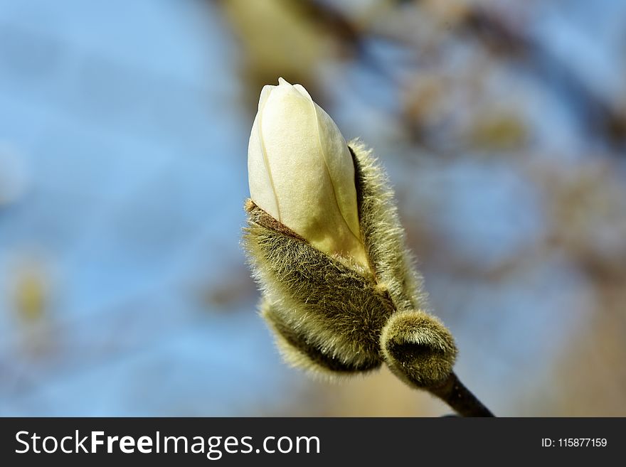 Bud, Flower, Close Up, Flora