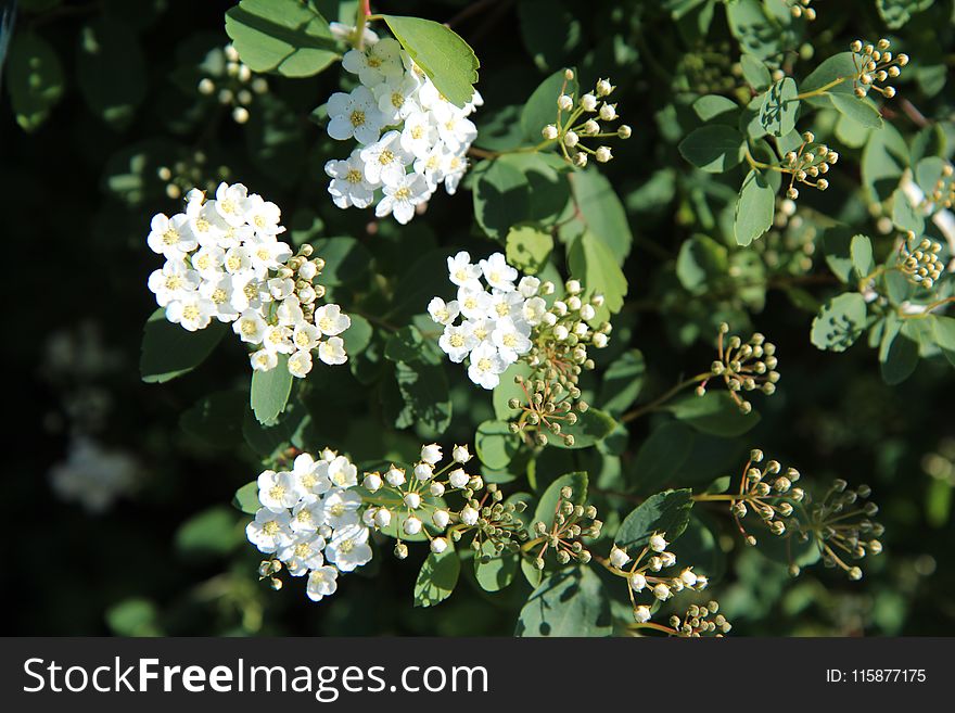 Plant, Flower, Flora, Cow Parsley