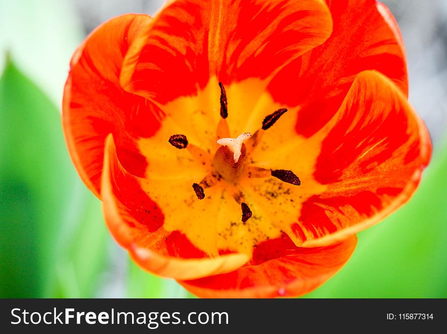 Flower, Orange, Plant, Close Up