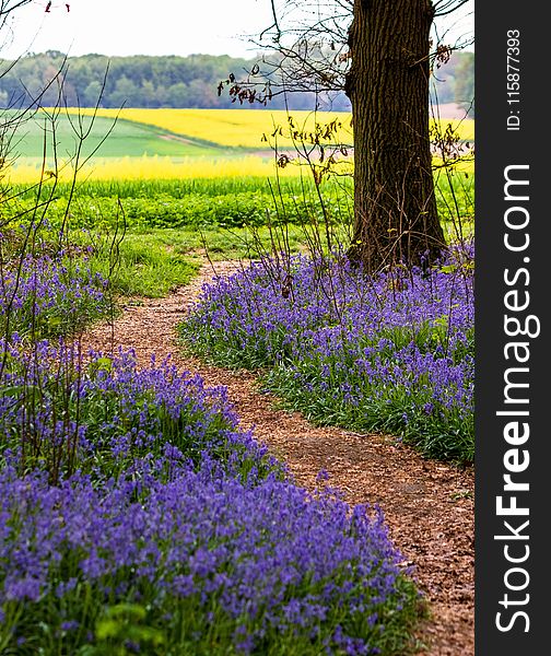 Flower, Plant, Field, Wildflower