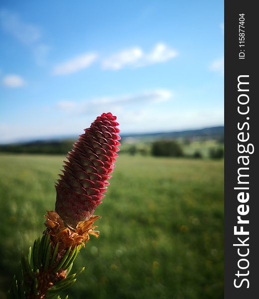 Sky, Vegetation, Ecosystem, Flower