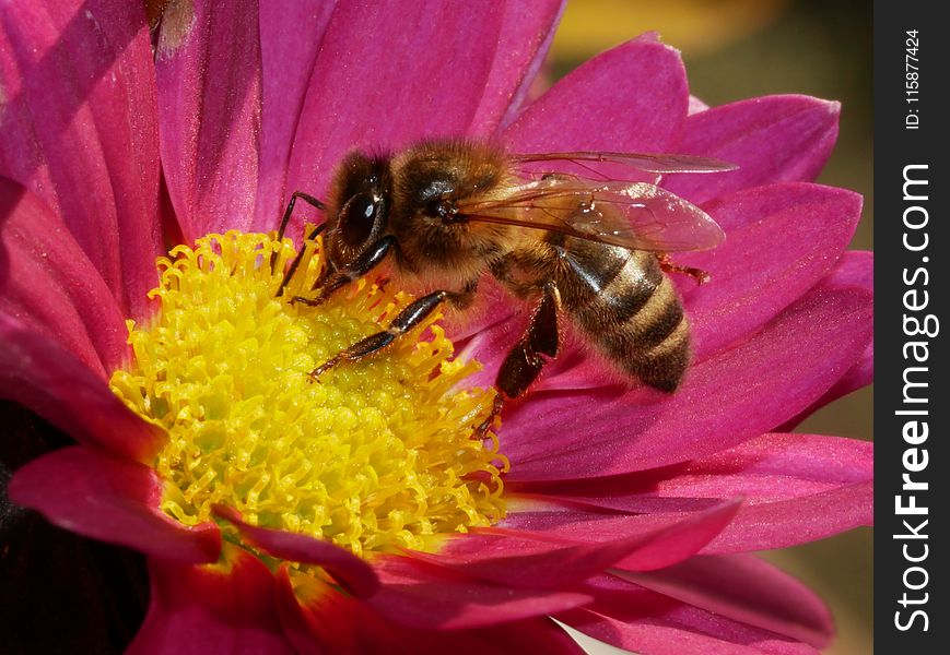 Honey Bee, Bee, Nectar, Insect