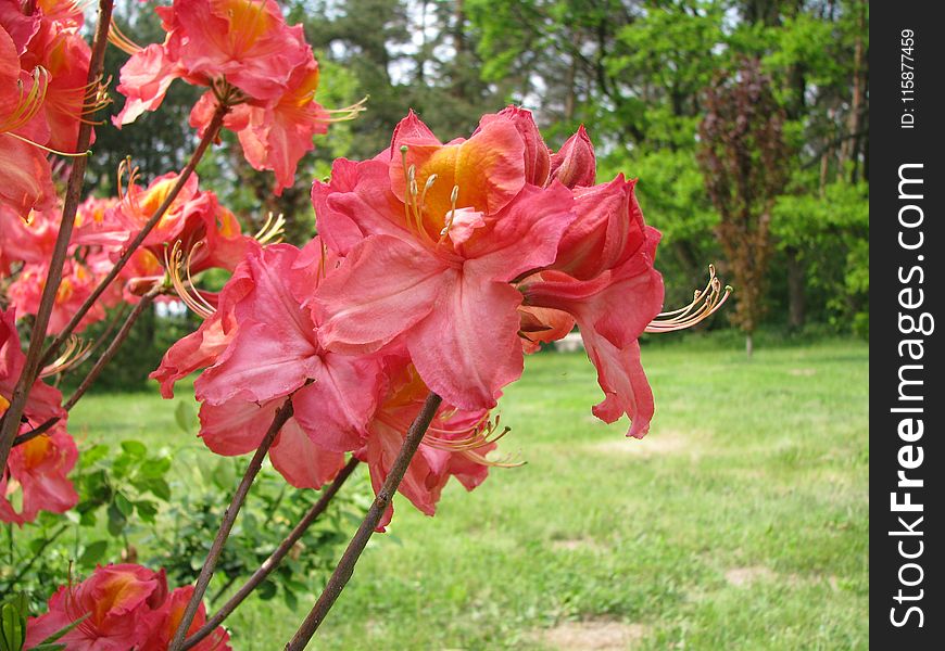 Flower, Plant, Woody Plant, Flowering Plant