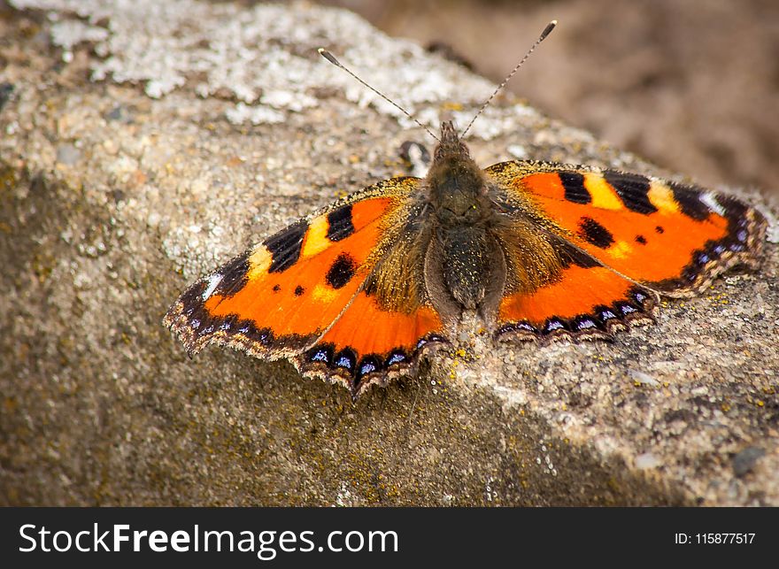 Butterfly, Moths And Butterflies, Insect, Invertebrate