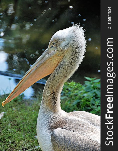 Pelican, Beak, Fauna, Bird