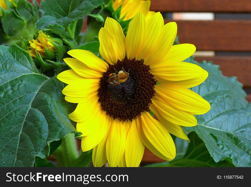 Flower, Sunflower, Yellow, Bee