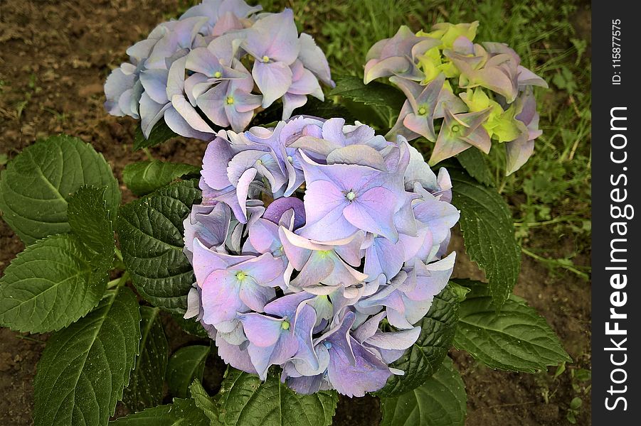 Flower, Plant, Flowering Plant, Hydrangea