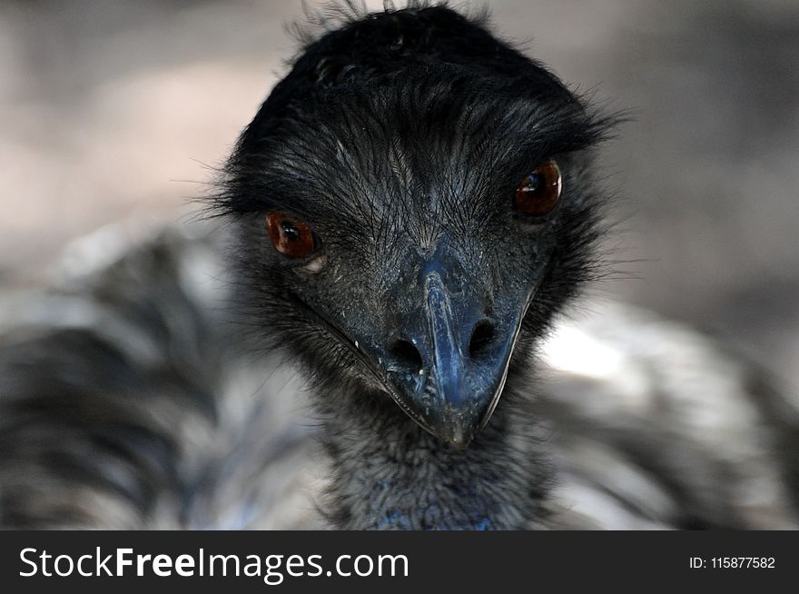 Beak, Emu, Bird, Fauna