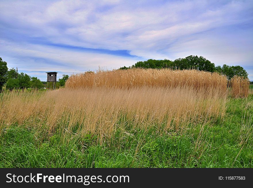 Grassland, Sky, Vegetation, Field