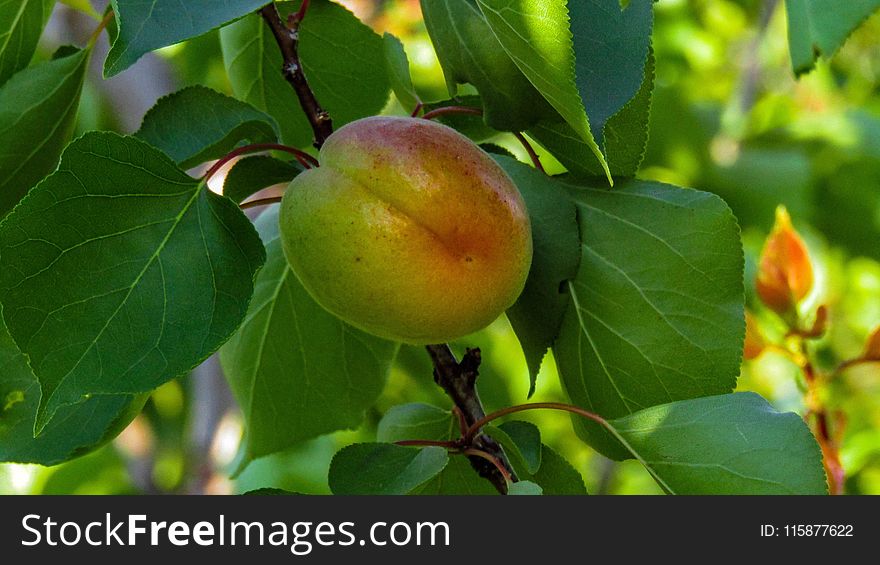 Fruit, Fruit Tree, Branch, Peach