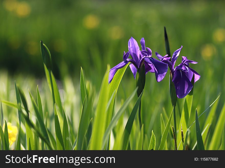 Flower, Plant, Flowering Plant, Flora