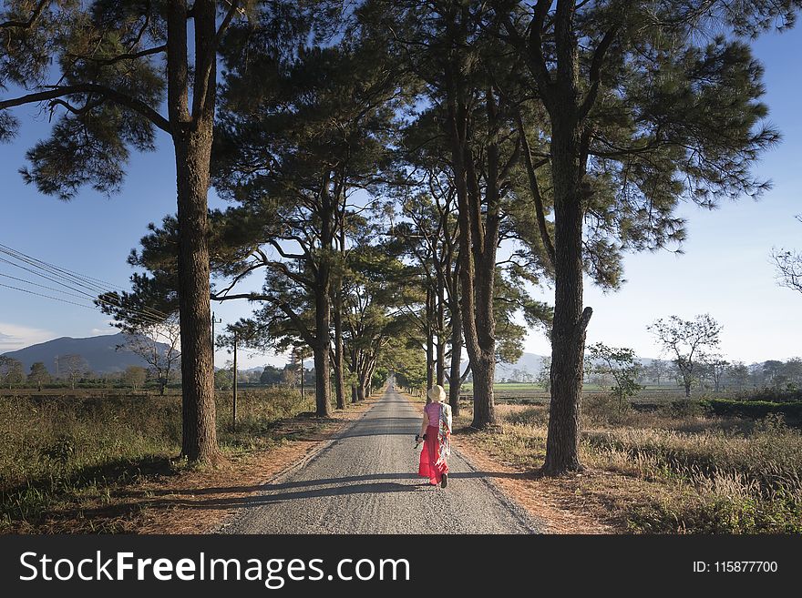 Tree, Path, Sky, Woody Plant