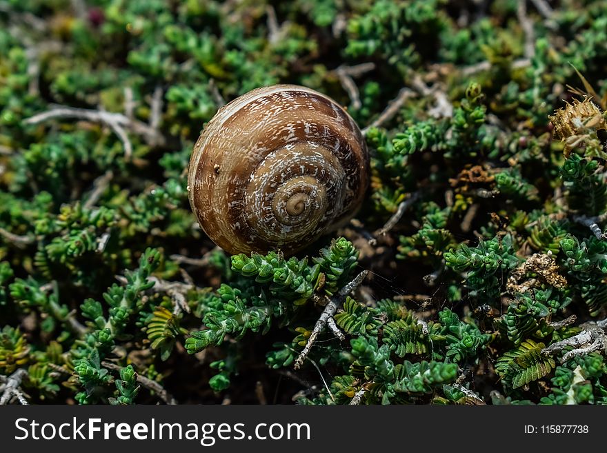Snail, Snails And Slugs, Terrestrial Animal, Schnecken