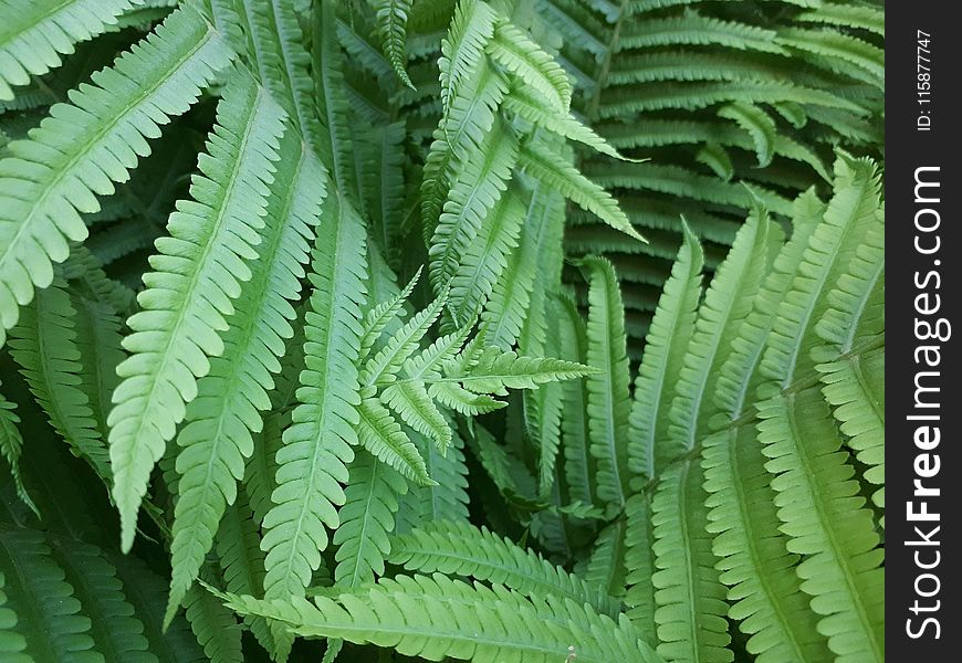 Ostrich Fern, Plant, Vegetation, Ferns And Horsetails