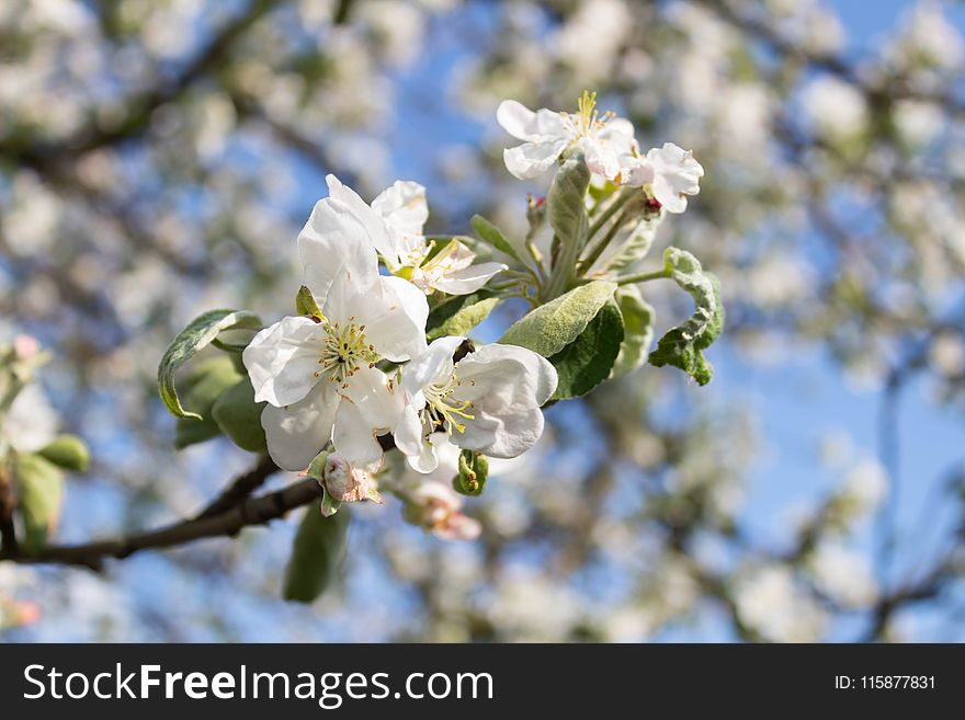 Blossom, Spring, Branch, Cherry Blossom