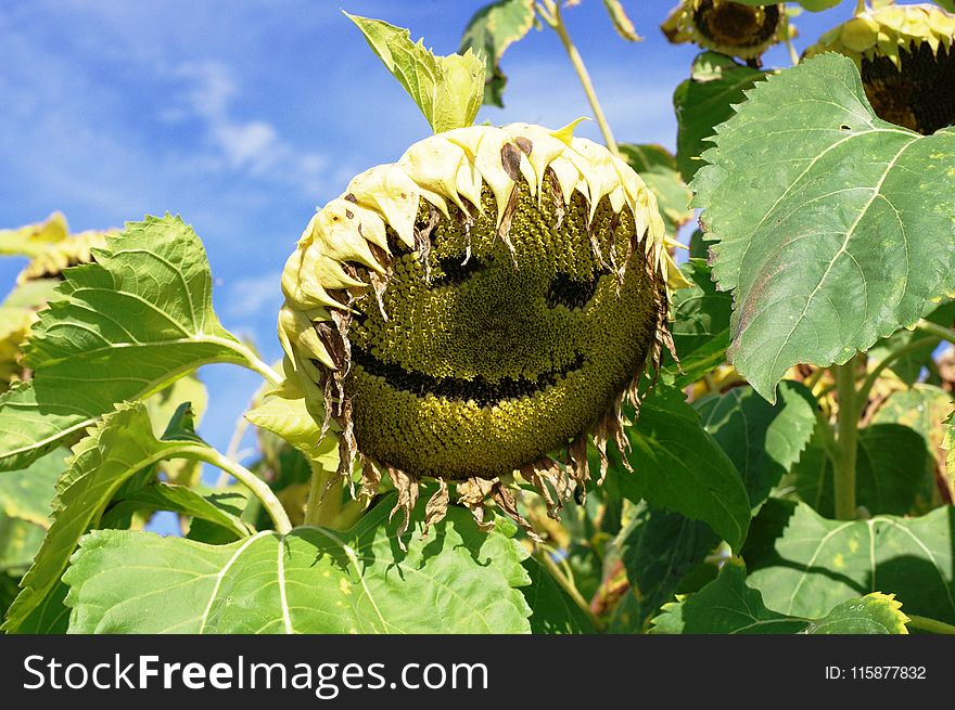 Sunflower, Flower, Plant, Sunflower Seed