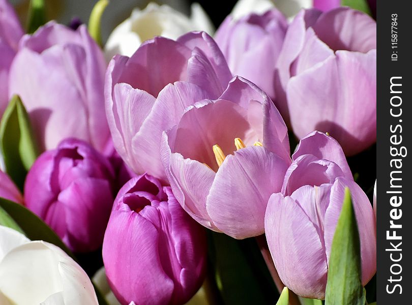 Flower, Flowering Plant, Pink, Purple