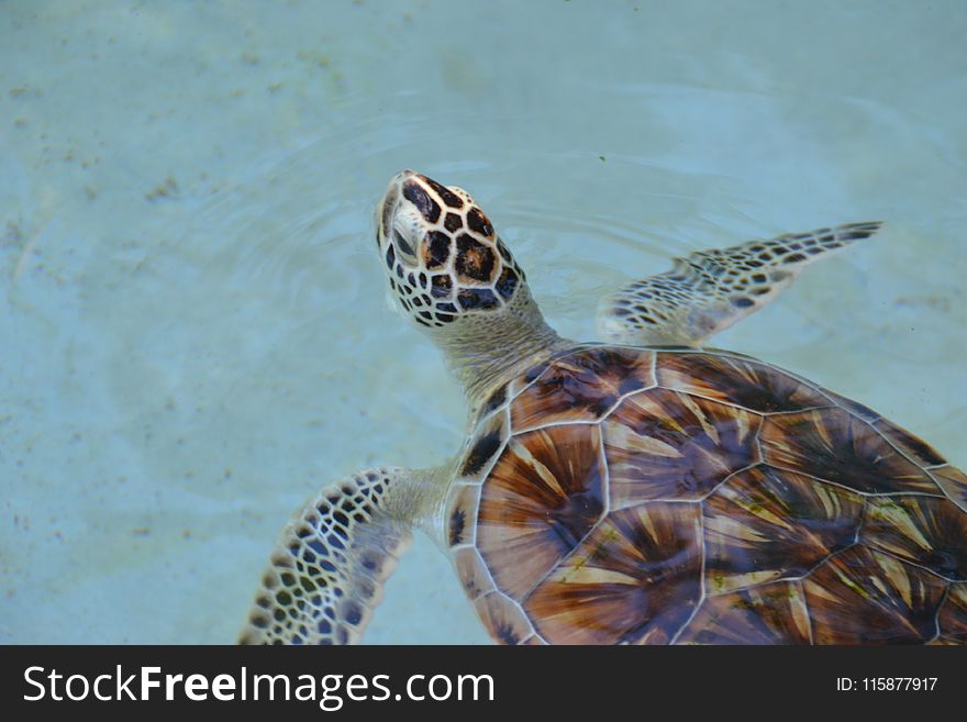 Sea Turtle, Turtle, Emydidae, Fauna
