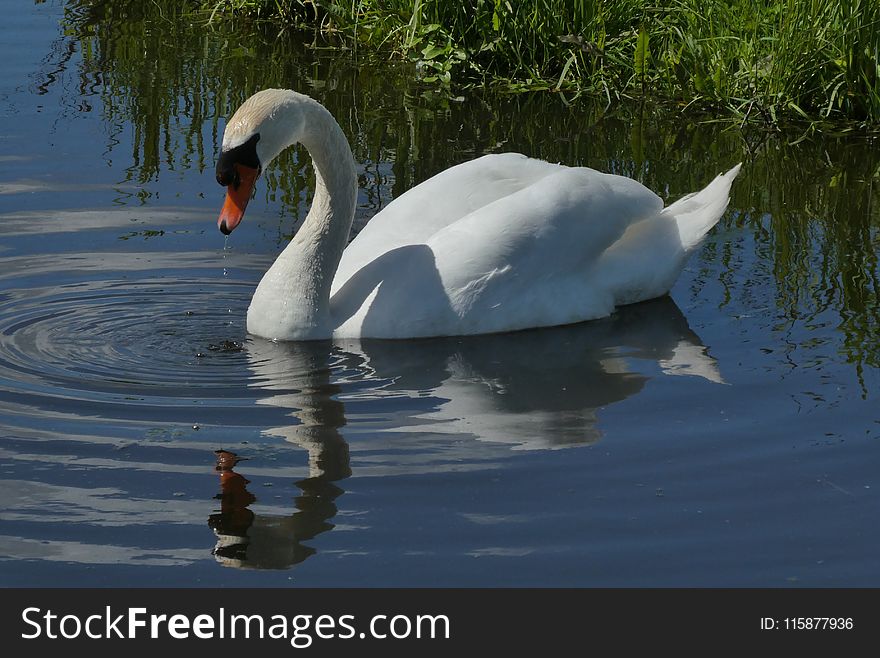 Swan, Bird, Water Bird, Reflection