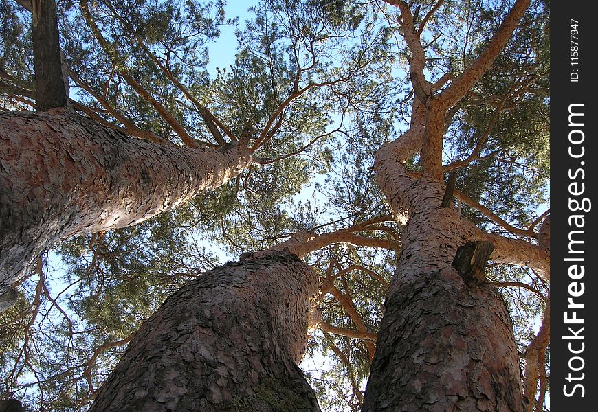 Tree, Woody Plant, Branch, Trunk