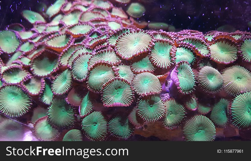 Coral Reef, Coral, Stony Coral, Marine Biology