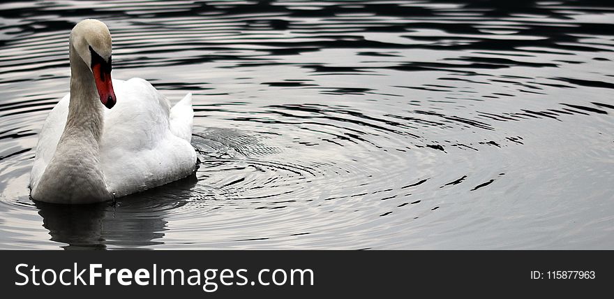 Bird, Water, Swan, Water Bird
