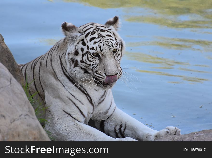 Wildlife, Tiger, Mammal, Fauna