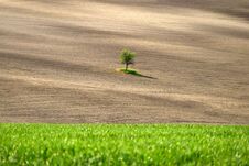 Lonely Tree In Tuscany Landscape In The Spring Time Royalty Free Stock Photography