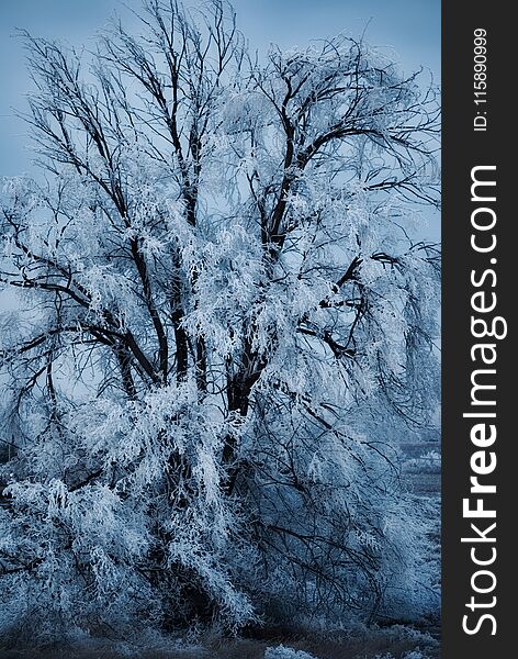 Tree Covered In Ice - Blue