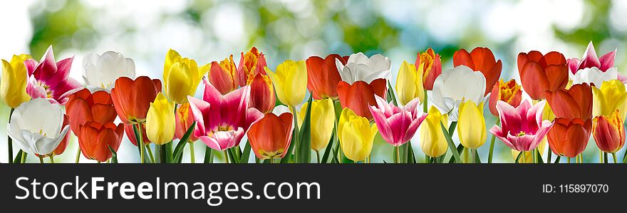 beautiful tulip flowers in the garden image of grass in garden close up