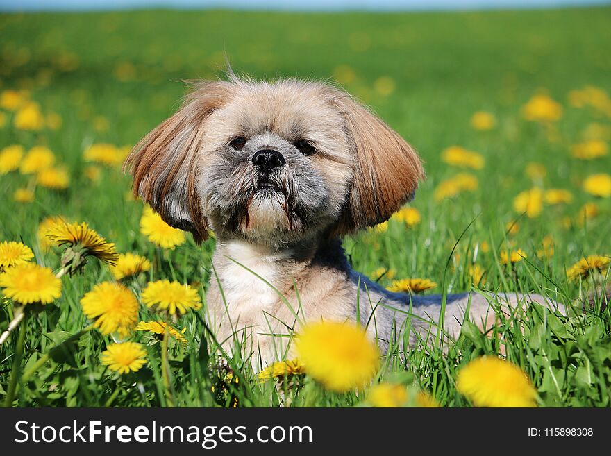 Small lhasa apso is lying in a field of dandelions. Small lhasa apso is lying in a field of dandelions