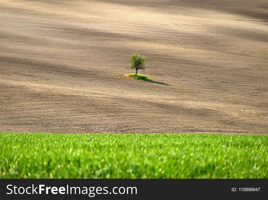 Lonely tree in Tuscany landscape in the spring time