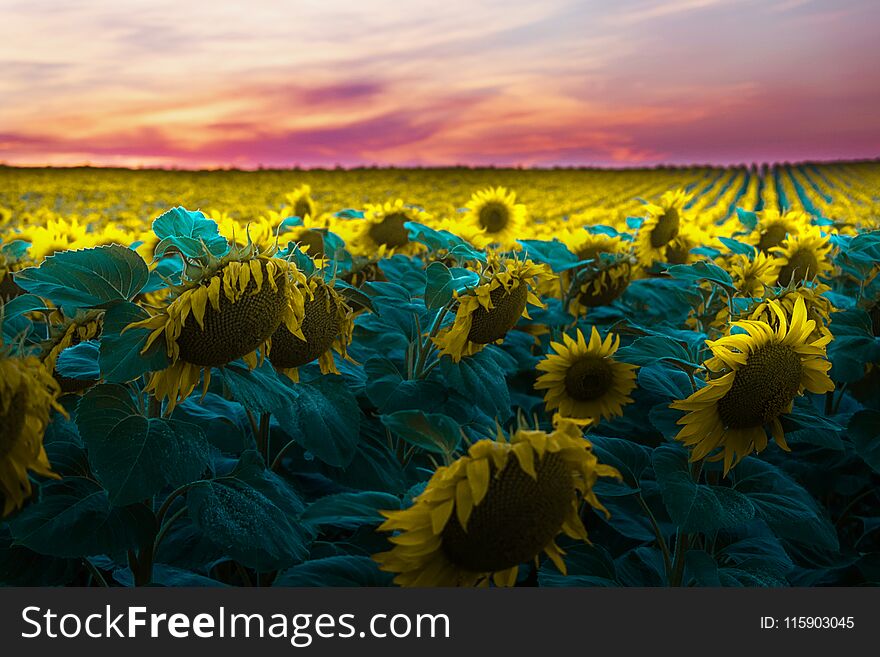 Sunflower field in sunset