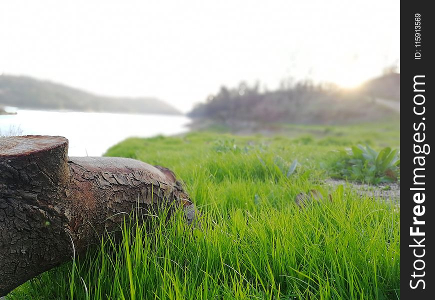 Selective Focus Photography of Brown Tree Trunk Near Green Grass Field