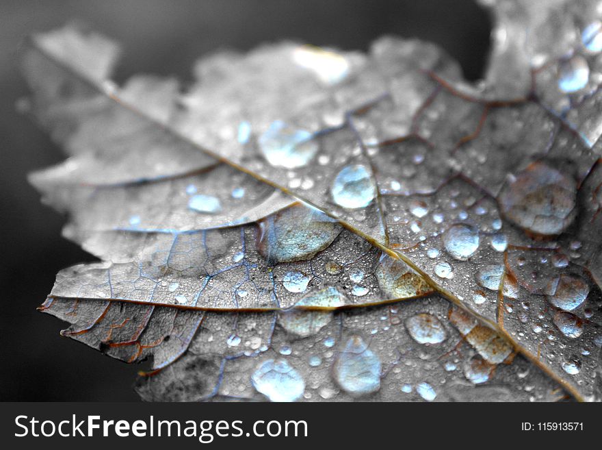 Close Up Photography of Water Dew on Brown Maple Leaf