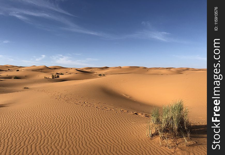 Green Grasses on Sahara Desert