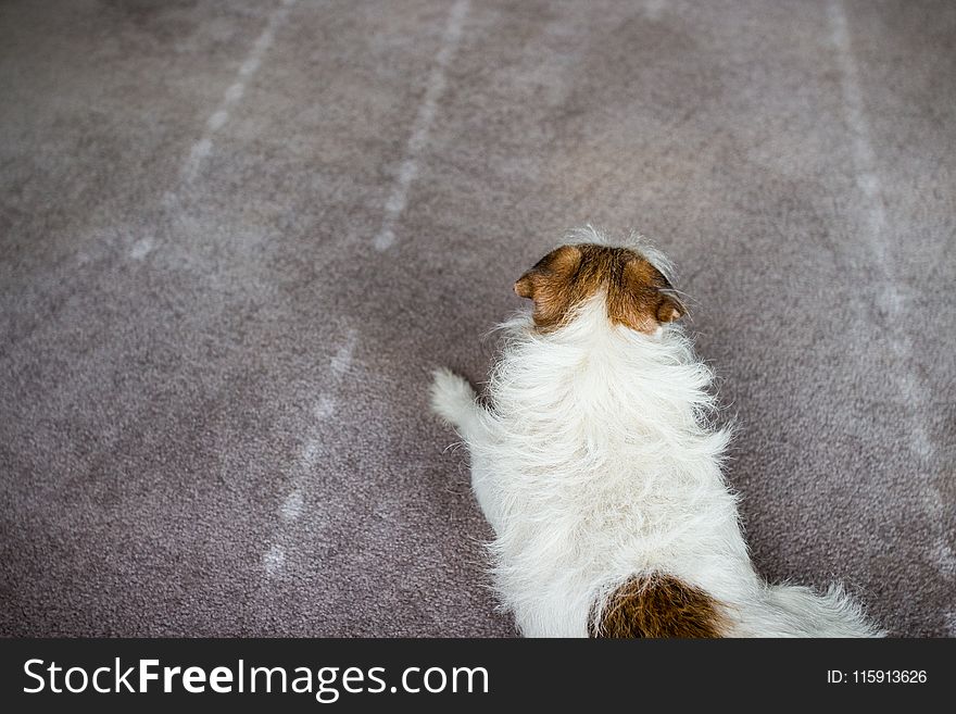 Medium-coated Tan and White Dog Prone Lying on Gray Floor