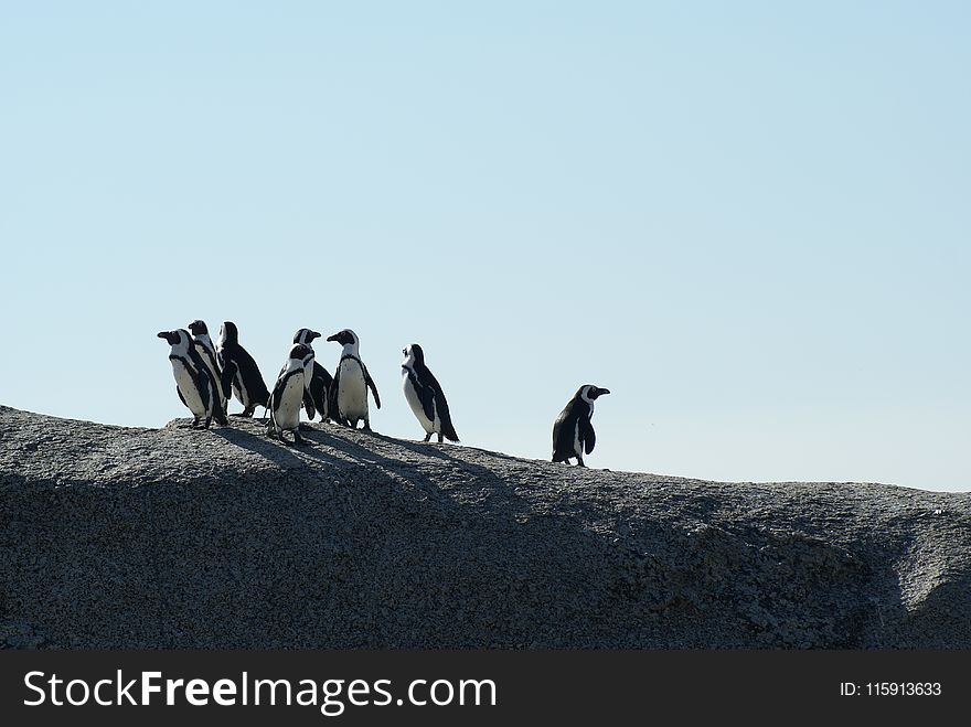 Flock of Penguins