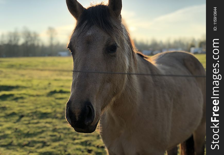 Adult Tan Horse