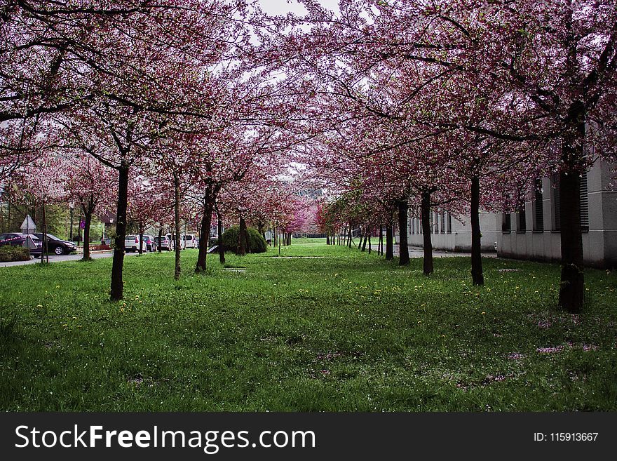 Pink Leafed Trees on Green Grass Field