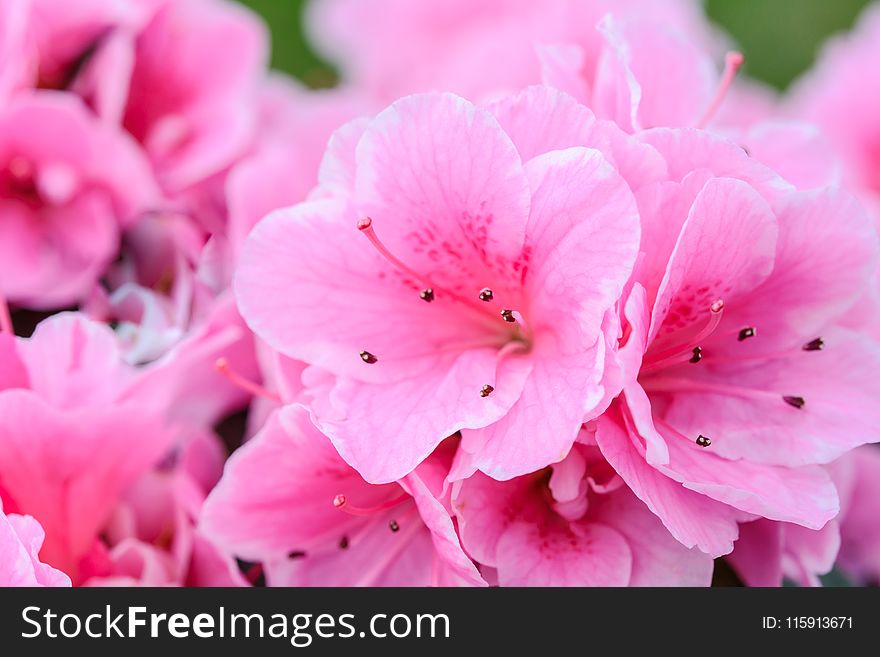 Pink Petaled Flowers