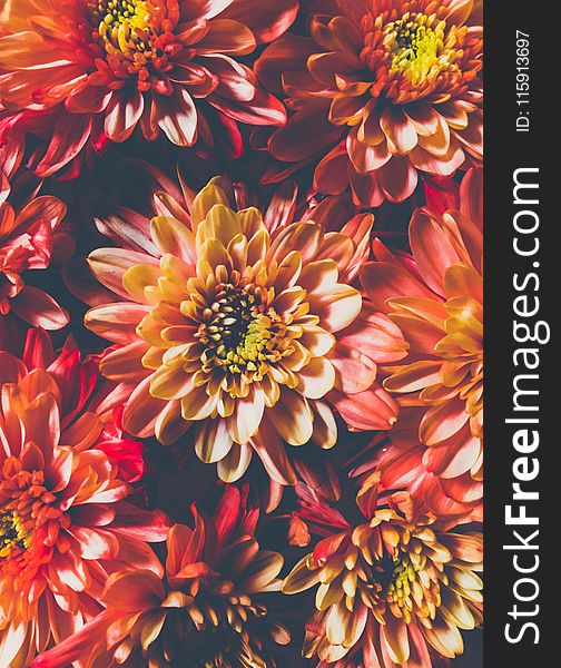 Orange Chrysanthemum Flowers In Closeup Photo