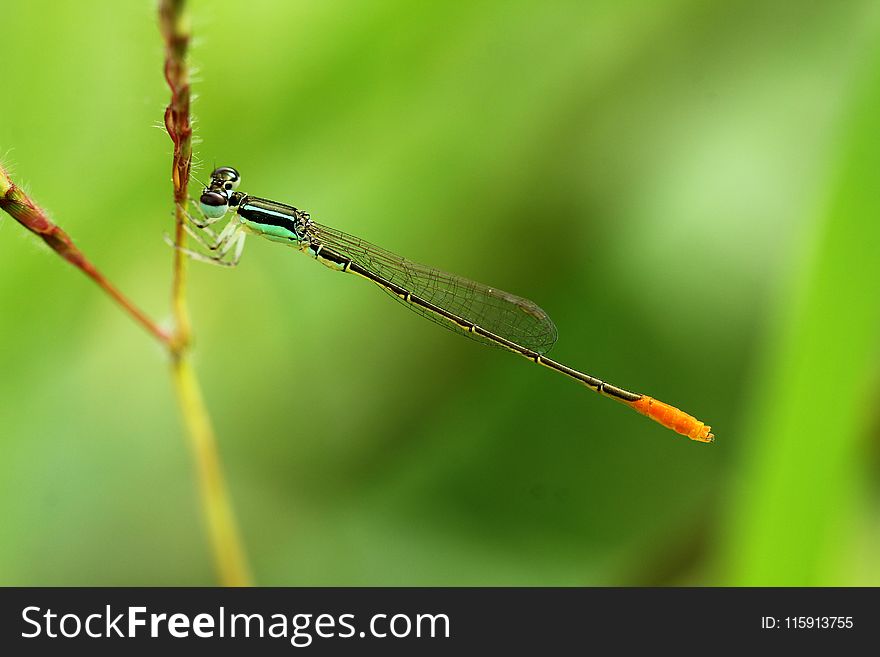 Green Damselfly Perched on Plant Stem at Daytime