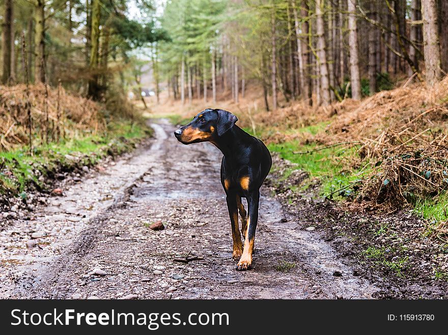 Dog, Dogwalk, Forest