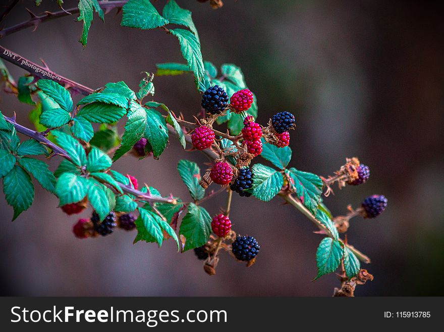 Red Raspberries