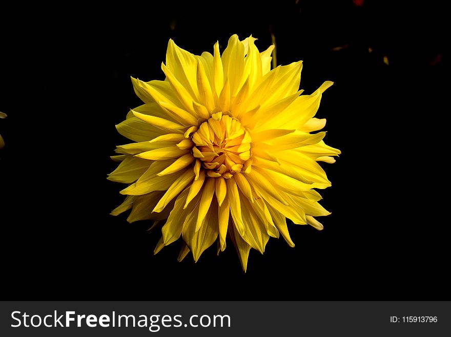 Close Up Photo of Yellow Clustered Flower