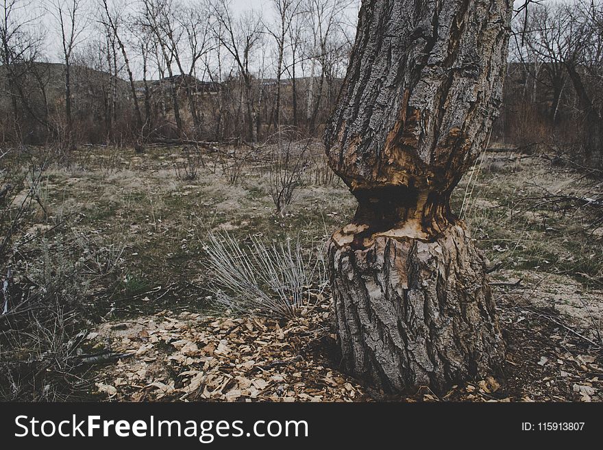Photo of Brown Tree Trunk