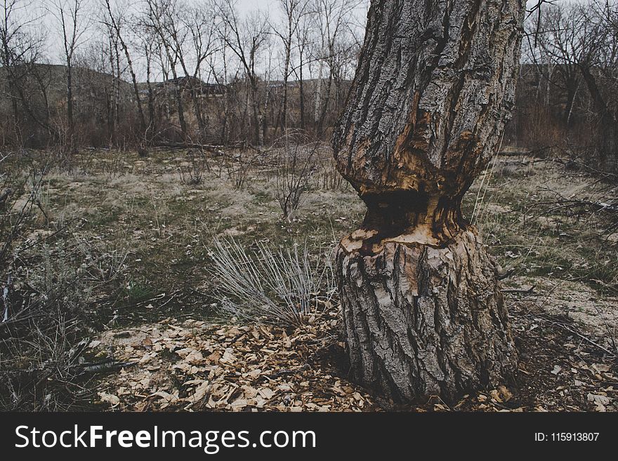 Photo Of Brown Tree Trunk